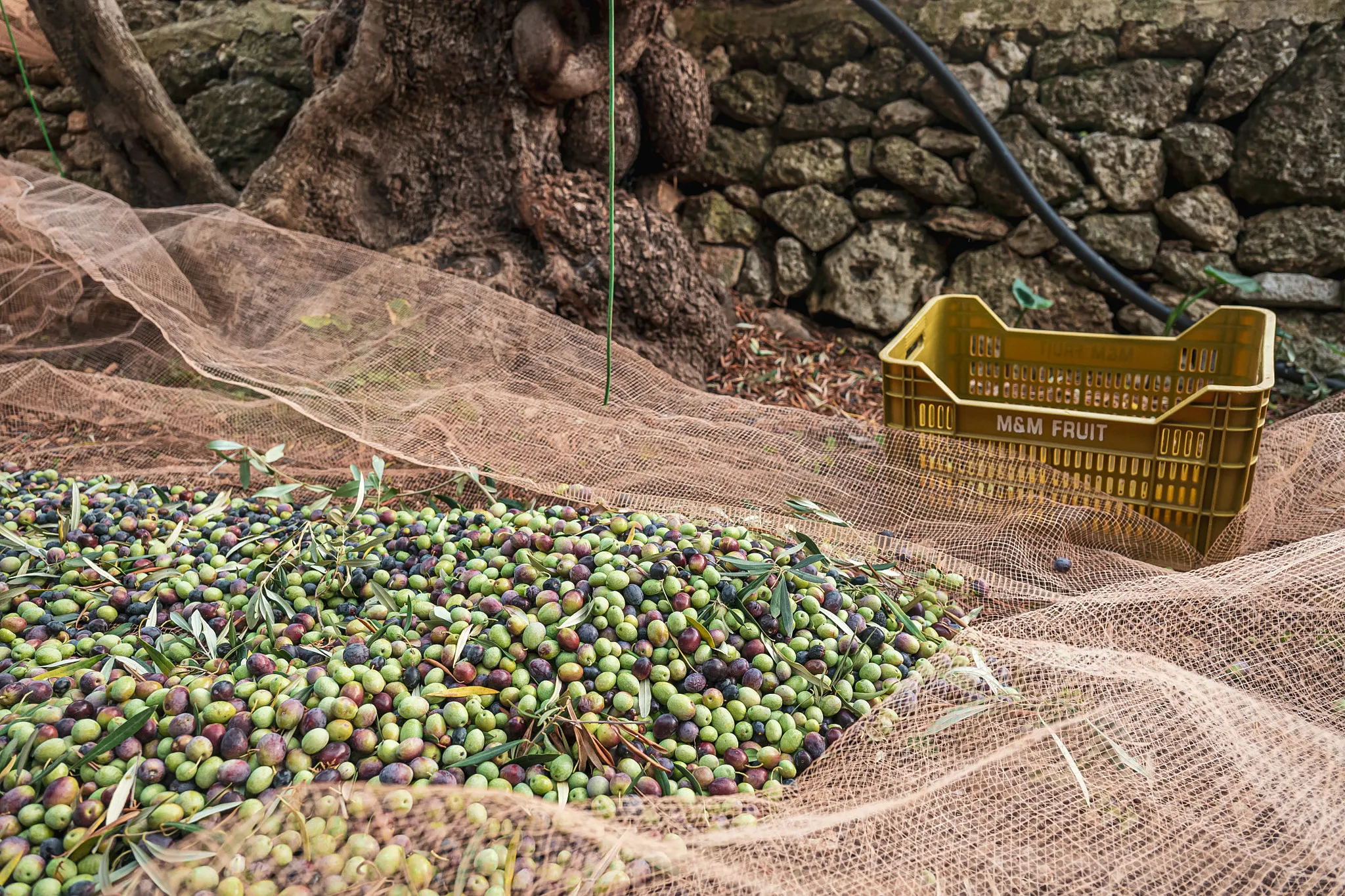 Coltivatore che utilizza un pettine manuale per raccogliere le olive