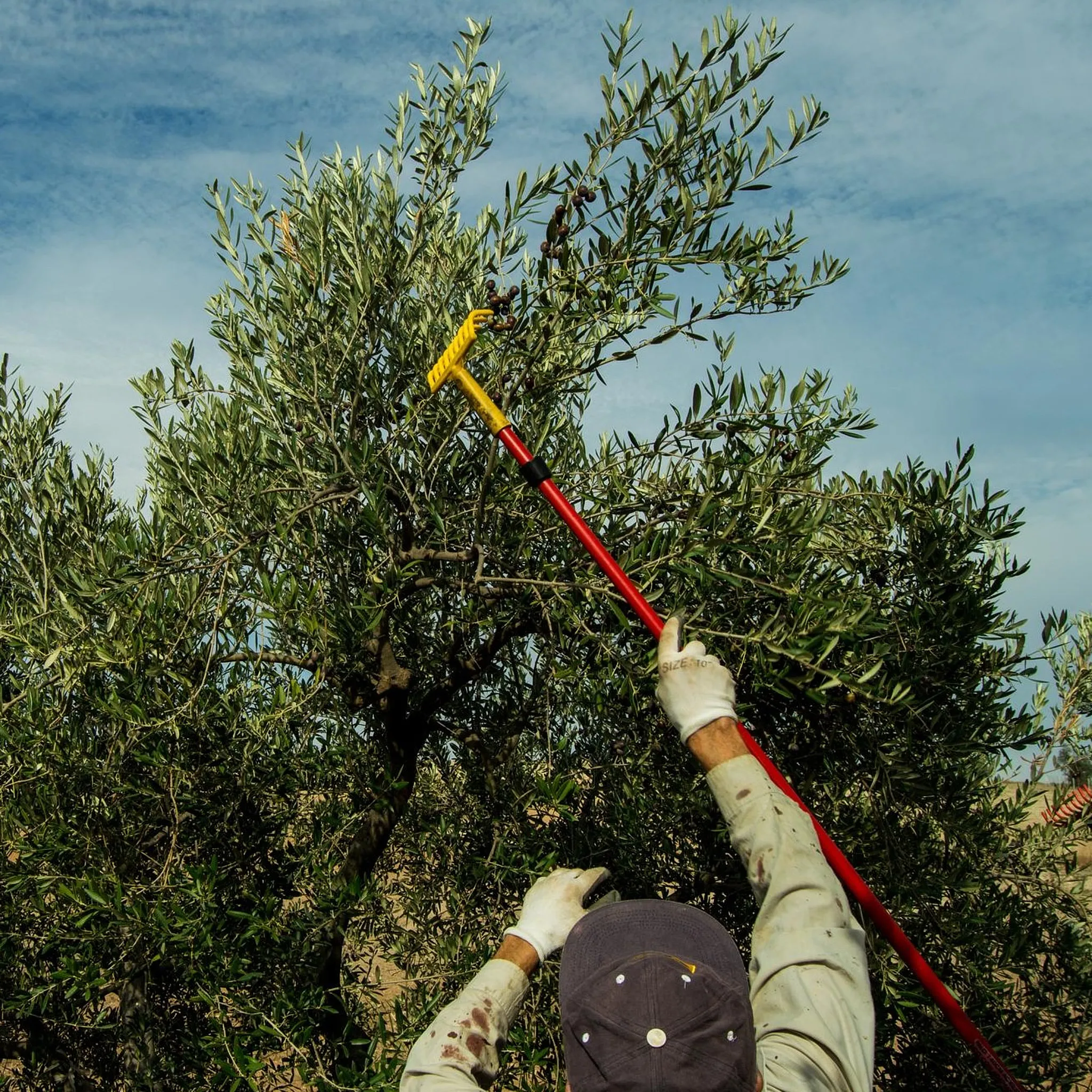 Come Scuotere le Olive: I Migliori Attrezzi e Tecniche per una Raccolta Efficace