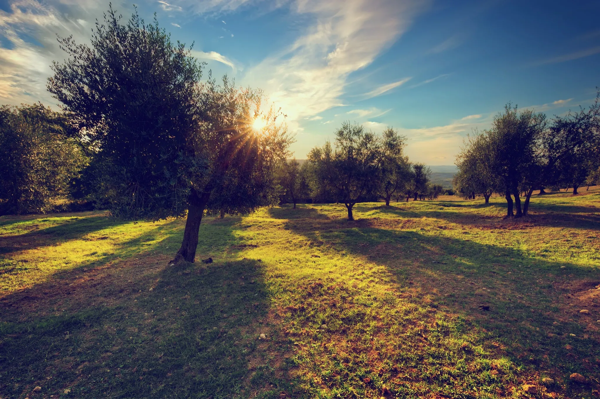 Grafico che mostra l'andamento delle temperature e l'anticipo della raccolta delle olive