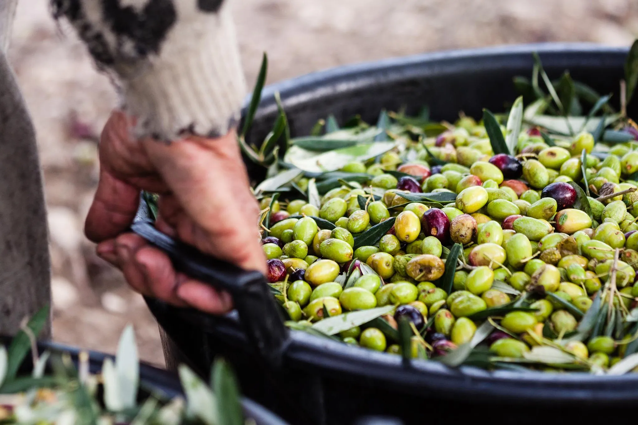 Giardiniere che utilizza un'app meteorologica per pianificare la raccolta delle olive